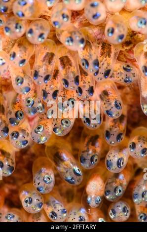 Clarks Anemonefischeier, Amphiprion clarkii, Anilao, Batangas, Philippinen, Pazifik Stockfoto