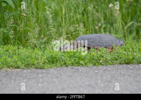 Schnappschildkröte, die auf einem Radweg durch Gras läuft Stockfoto