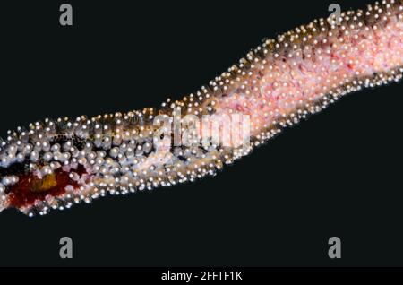 Goldene Damegoistische Eier, Amblyglyphidodon aureus, Anilao, Batangas, Philippinen, Pazifik Stockfoto