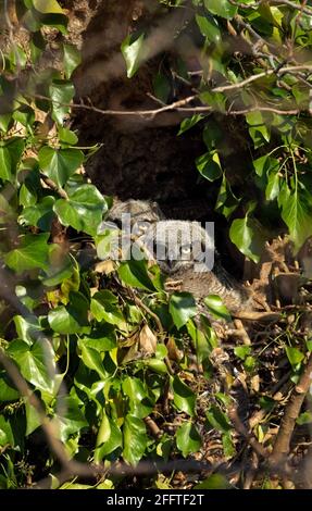 Great horned owl Nest und Owlet am Delta BC Kanada Stockfoto