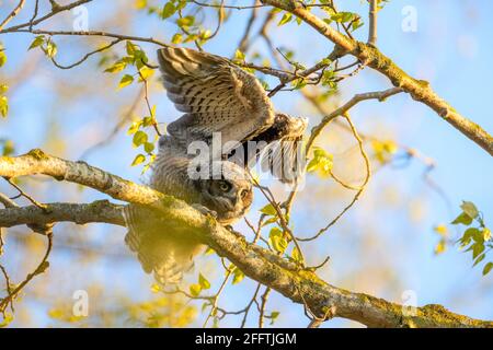 Great horned owl Nest und Owlet am Delta BC Kanada Stockfoto
