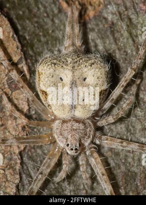 Tamopsis Spider ruht auf Eukalyptus-Baumstamm. Stockfoto