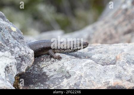 Östlicher Fugenskink (Egernia mcpheei), der sich sonnt. An seiner Schnauze sind Milben zu sehen. Binna Burra, Queensland, Australien Stockfoto