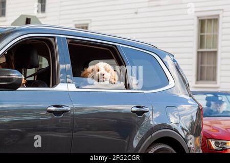 Ein Spaniel-Welpe mit flauschigen hellbraunen und weißen Pelzen und großen flappy-Ohren reist im Sommer auf dem Rücksitz eines Autos in der Stadt. Es ist langweilig und tir Stockfoto