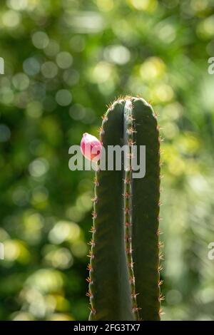 Mandacaru Kaktus der Art Cereus jamacaru aus nächster Nähe Stockfoto