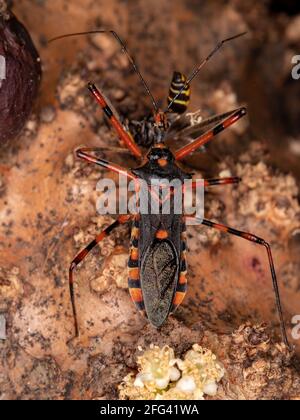 Assassin Bugs der Art Zelus armilatus preying on a Wespe Stockfoto