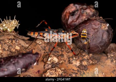 Assassin Bugs der Art Zelus armilatus preying on a Wespe Stockfoto