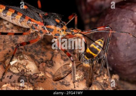 Assassin Bugs der Art Zelus armilatus preying on a Wespe Stockfoto