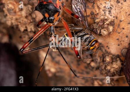 Assassin Bugs der Art Zelus armilatus preying on a Wespe Stockfoto