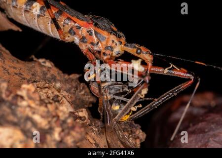 Assassin Bugs der Art Zelus armilatus preying on a Wespe Stockfoto