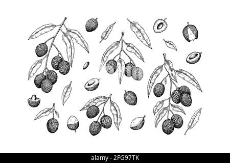 Set von handgezeichneten Litschi-Früchten, Ästen und Blättern isoliert auf weißem Hintergrund. Vektorgrafik im Detail-Skizzenstil Stock Vektor