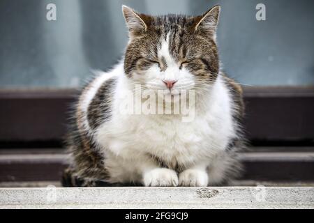London, Großbritannien. April 2021. Larry, die Downing Street Cat, in London gesehen. Quelle: Brett Cove/SOPA Images/ZUMA Wire/Alamy Live News Stockfoto