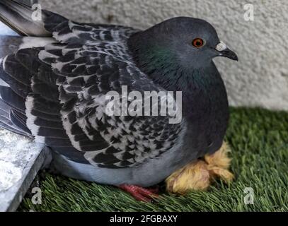 London, Großbritannien. April 2021. Eine Muttertaube wird auf einem Londoner Balkon der 5. Flut gesehen, wie sie ihre Babys beschützt. (Foto von Brett Cove/SOPA Images/Sipa USA) Quelle: SIPA USA/Alamy Live News Stockfoto