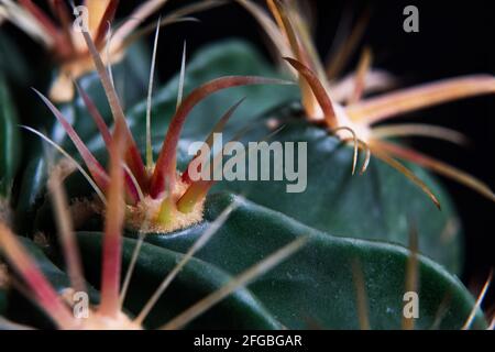 Nahaufnahme von Ferocactus wislizenii, Fischhaken-Kaktus Stockfoto