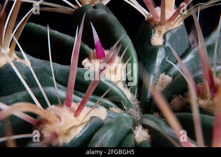 Nahaufnahme von Ferocactus wislizenii, Fischhaken-Kaktus Stockfoto
