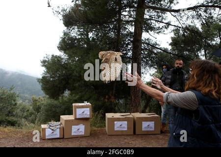 Der gemeinnützige Verein Anima lässt eine Eule auf dem Berg Ymittos in Athen frei. ANIMA ist ein gemeinnütziger Verein, der im Bereich der natürlichen Umwelt tätig ist und dessen Haupttätigkeit die Pflege und Rehabilitation von Wildtieren in ihrer natürlichen Umgebung ist. Es wurde 2005 gegründet und ist heute die größte und prominenteste Organisation in Griechenland für die Pflege und Rehabilitation von Wildtieren. Jedes Jahr REHABILITIERT ANIMA über 5.000 Wildtiere, reagiert auf Tausende von Bürgern in Fragen der Tierwelt, arbeitet mit Behörden, NGOs und Interessengruppen zusammen, um Bedrohungen für Wildtiere anzugehen, Stockfoto