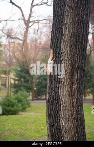 Ein schönes Eichhörnchen steigt von einem Baum im Park herab Stockfoto