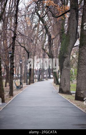 Große Bäume wachsen entlang des Pfades in Almaty Stockfoto