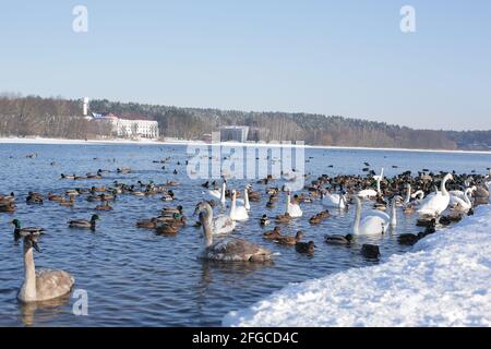 Viele Schwäne und Enten im Winter auf dem Stausee in der Nähe Das Ufer Stockfoto