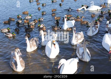 Viele Schwäne und Enten im Winter auf dem Stausee in der Nähe Das Ufer Stockfoto