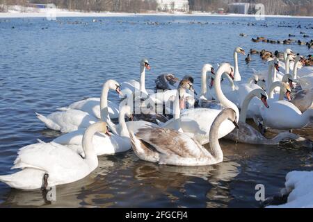 Viele Schwäne und Enten im Winter auf dem Stausee in der Nähe Das Ufer Stockfoto