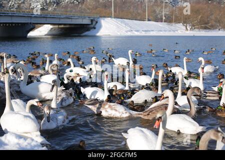 Viele Schwäne und Enten im Winter auf dem Stausee in der Nähe Das Ufer Stockfoto