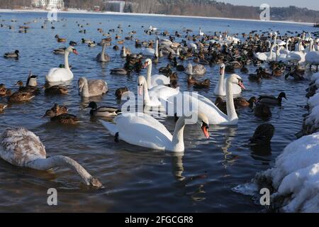 Viele Schwäne und Enten im Winter auf dem Stausee in der Nähe Das Ufer Stockfoto