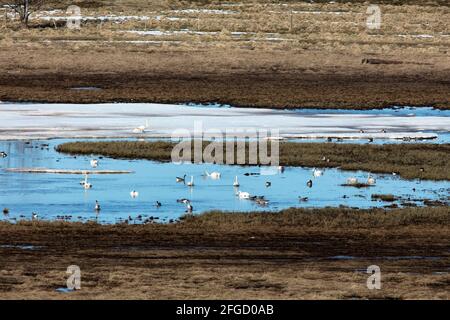 Blick auf eine große Versammlung, Rastplatz für Migration Vögel im April und Mai. Pools und Wiesen. Noch etwas Schnee. Stockfoto