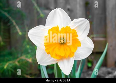 Detailreiches Bild einer weißen Narzissenblüte mit orangefarbener Farbe Zentrieren Stockfoto