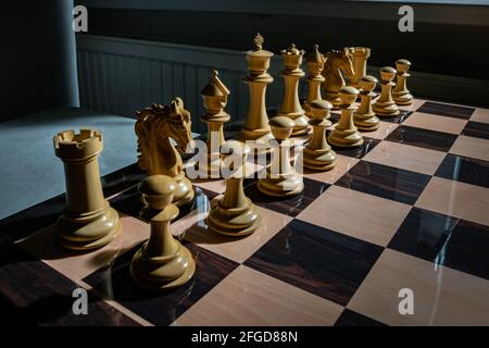 Beginnen Sie mit der Anordnung von weißen Schachfiguren auf einem Schachbrett Stockfoto