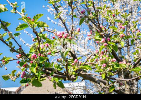 Rote Blüte eines Apfelbaums (Malus domestica) im Frühling Stockfoto