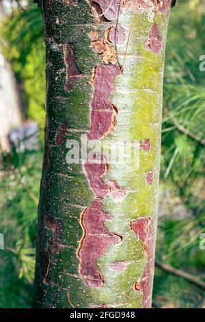 Schöner strukturierter und farbiger Stamm einer Kiefer (Himalaya-Kiefer oder Pinus wallichiana). Stockfoto