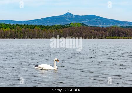 Schwan auf dem Wasser des Hamersees (Hamersky-Teich) mit schöner Aussicht auf den Berg Jested (Region Liberec), Nordböhmen Stockfoto