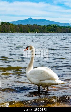 Schwan am Strand des Hamersees (Hamersky-Teich) mit schöner Aussicht auf den Berg Jested (Region Liberec), Nordböhmen Stockfoto