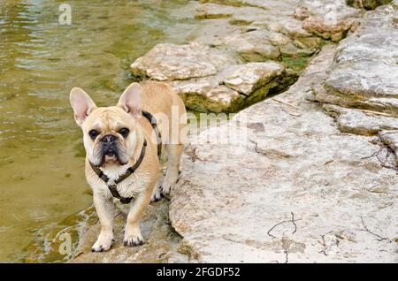 Französische Bulldogge am steinigen Strand Stockfoto