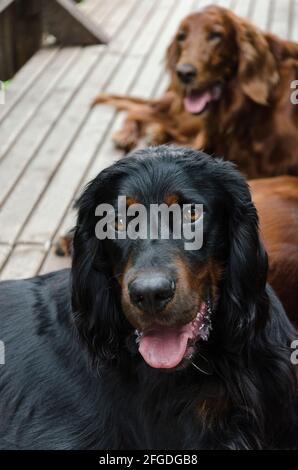 Schönes hovawart Hundeportrait mit einem irischen Setter im Hintergrund Stockfoto