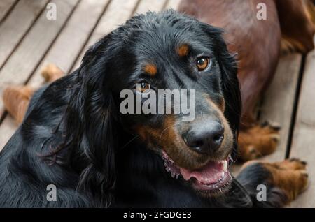 Porträt eines müden liebenswerten hovawart Hundes, der die Kamera anschaut Stockfoto