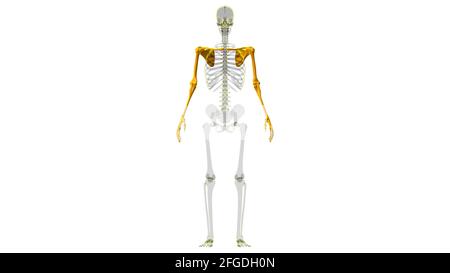 Menschliche Skelett Obere Gliedmaßen Anatomie 3D Illustration Stockfoto