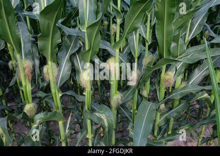 Maiskolben auf Stielen. Junge landwirtschaftliche Pflanzen im Sommer. Reifende junge Maisohr mit Seide auf Stiel auf der Plantage Nahaufnahme. Mais mit kleinen Jungen Stockfoto