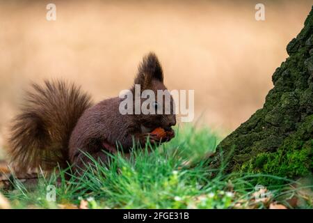 Eurasisches Rothörnchen (Sciurus vulgaris), das Eichel frisst und auf frischem grünen Gras sitzt. Isoliert auf unscharfem Hintergrund Stockfoto