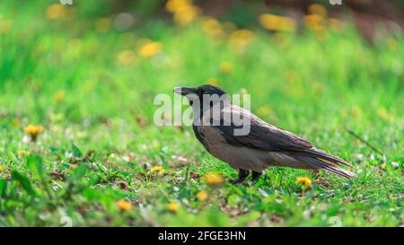 Nahaufnahme der Krähe mit Kapuze (Corvus cornix) In einem Feld von frischem grünem Gras und gelben Elendelionen Stockfoto