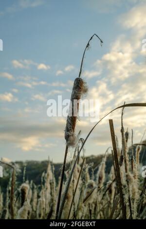 Flauschige Rohrsackkerne. Natürlicher Hintergrund und natürliche Textur Stockfoto