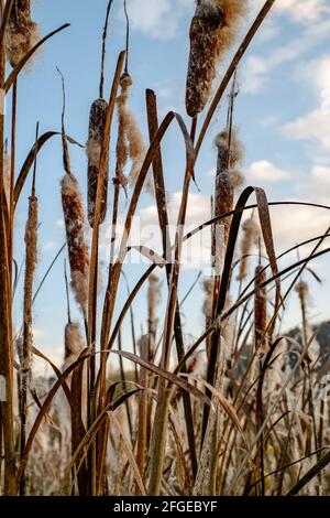 Flauschige Rohrsackkerne. Natürlicher Hintergrund und natürliche Textur Stockfoto