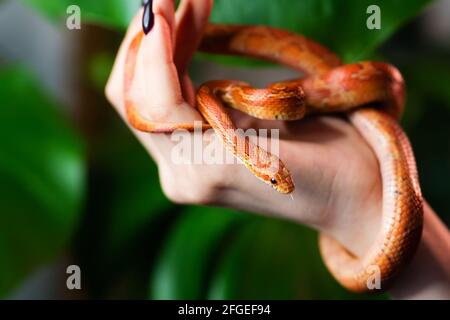 Maisschlange umwickelt Frau Hand auf grünem Natur Hintergrund. Exotisches Haustier. Nahaufnahme. Wildlife-Konzept. Stockfoto