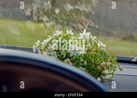 Frühlingsblumen auf dem Torpedo des Autos unter der Windschutzscheibe. Stockfoto