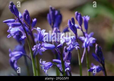 Native englisch bluebells mit blau lila Blütenblätter in voller Blüte Stockfoto