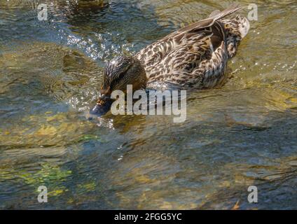 mallard Ente auf dem klaren Wasser des wiltshire River avon Stockfoto