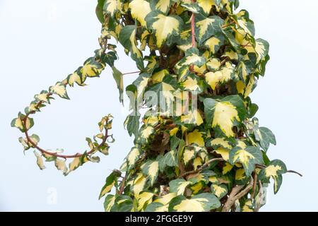 Ivy Hedera Helix „Oro di Bogliasco“ Kletterpflanze wunderschöne Blätter von Hedera Gold Herz Stockfoto