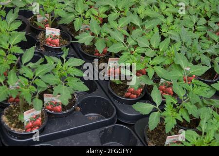 Tomaten Setzlinge in Töpfen Tomaten „Tornado“ zum Verkauf in einem Gartencenter, Töpfe Tomaten Stockfoto