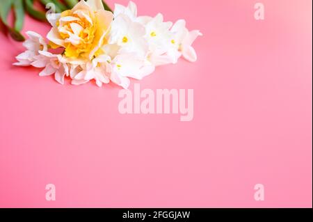 Ein Blumenstrauß erinnert an die weiße und gelbe Farbe Volle Blüte auf einem rosa Hintergrund mit Platz für Text Stockfoto